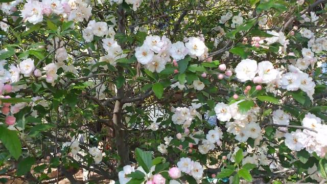 Apple Blossom Time смотреть онлайн