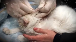 Ушной клещ у кошки. ЛЕЧИМ УШИ КОТУ. УШНОЙ КЛЕЩ ЗАКАПЫВАЕМ УШИ КОШКЕ
