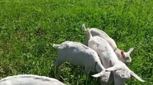 Зааненская порода коз. Козлята и козы июнь 2021