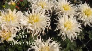 Декоративные георгины макси часть 3