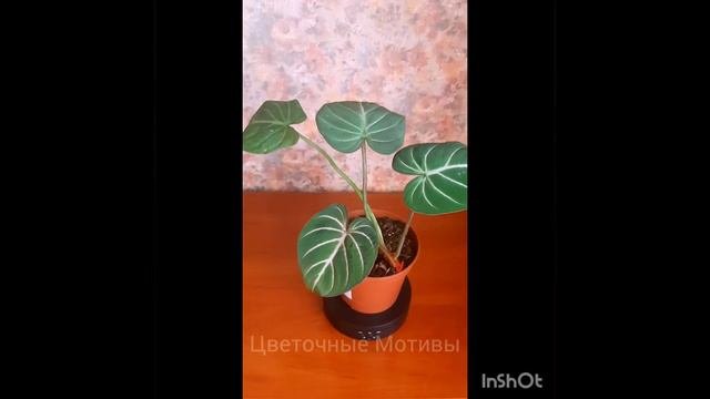 Филодендрон Глориозум
