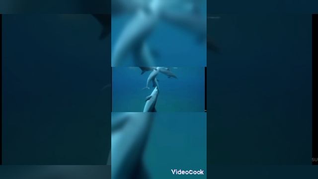 подводные обитатели которые глубоко погружаються