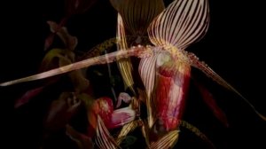Paphiopedilum rothschildianum (Фаленопсис ротшильдианум)...