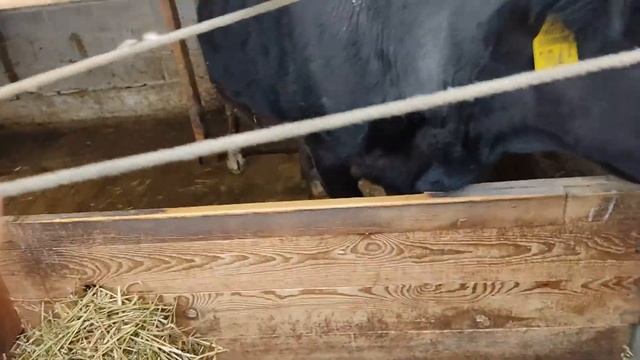 Дойка коровы. Дробленная ячмень+отруби для скота . Гидропоника/корм.
