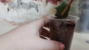 Как укоренить лист фиалки в грунте?