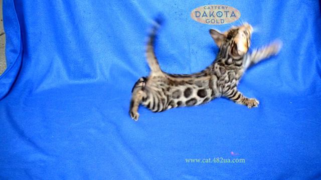 Dakota Gold, официальный питомник бенгальской кошки, бенгальский котенок, на синем фоне 2 смотреть онлайн