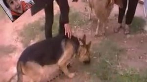 le mouton brave le chien