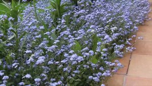 2017 06 20 Природа Цветы Весна.