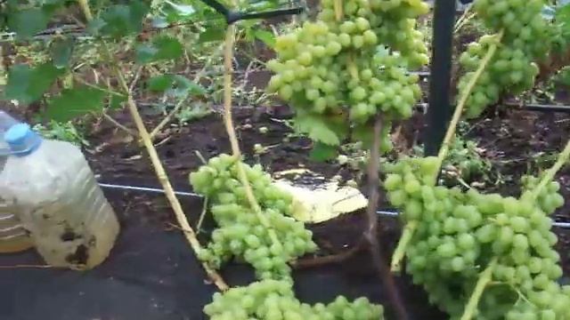 Сорт винограда Аркадия, кустам 3 год смотреть онлайн