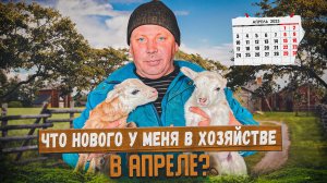 Обзор хозяйства в апреле: вьетнамские свиньи, индюки. "Мое подворье"