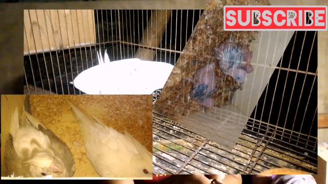 AVIARY TOUR | QUICK & EASY смотреть онлайн