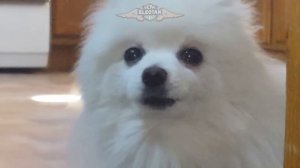 TO BE CONTINUED (YES - ROUNDABOUT) em CACHORRÊS