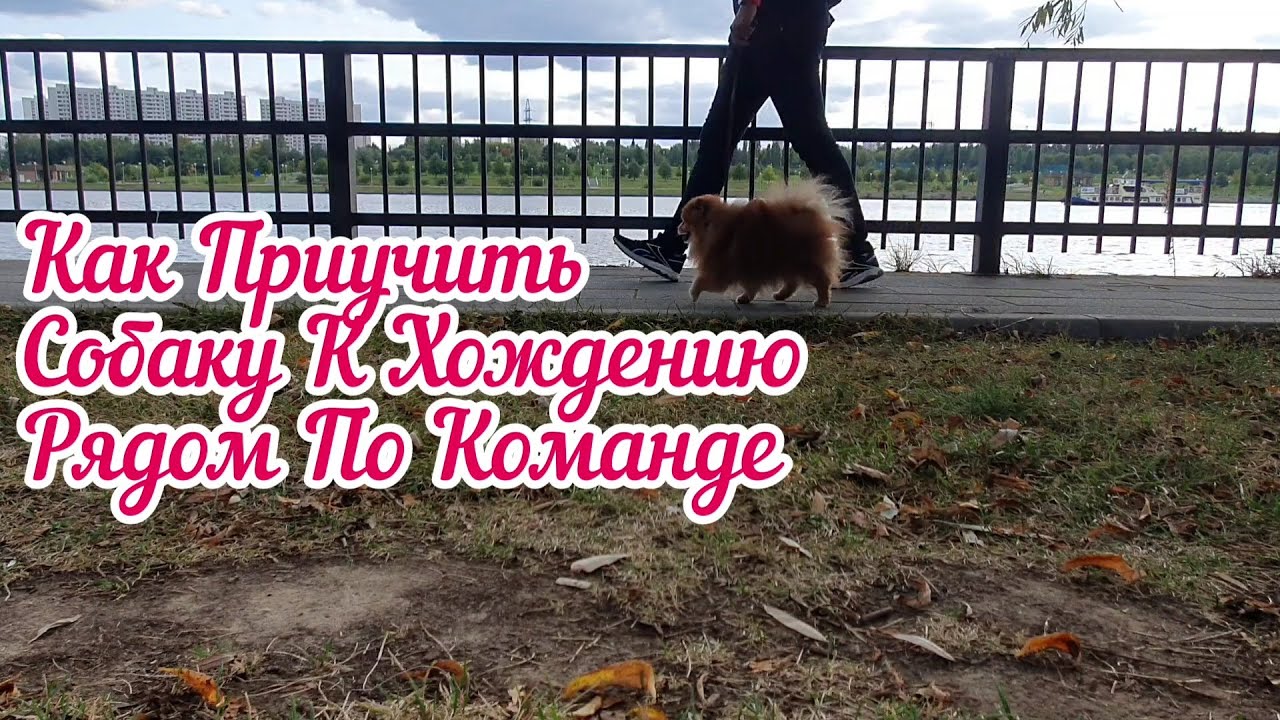 Как приучить собаку к команде «Рядом» смотреть онлайн