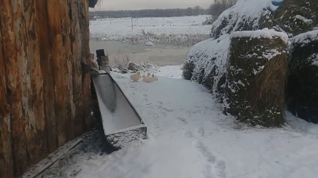 08 11 2018 Немного деревенской суеты ..mp4