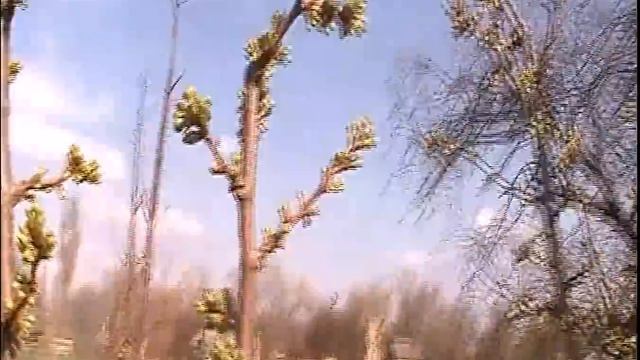 Сад на початку квітня 2019р.(третя частина)Про цьогорічні щепи та про диплоїд. сливу Бербанк Гігант смотреть онлайн