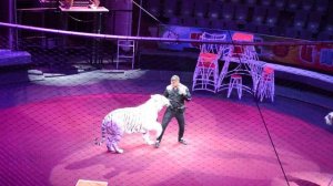 цирк с тиграми и львами