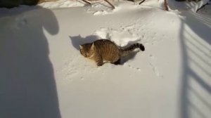 Как гулять с котом зимой!