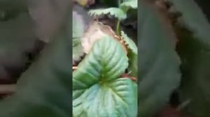 Ужасы Нематоды на Клубнике
