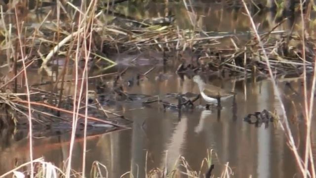 Наблюдение за птицами.Кулик(Bird watching.Sandpiper) смотреть онлайн