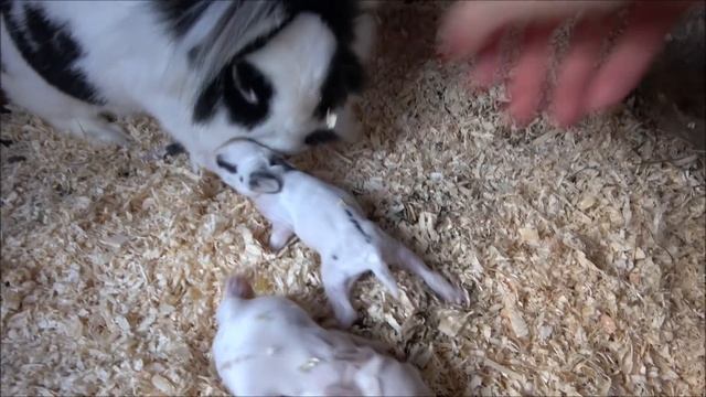 Наконец-то дождалась! Мои декоративные Кролики. Уличное содержание кроликов