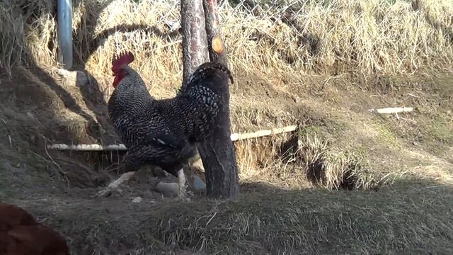 Обычный День в курятнике и вокруг Куры несутся и выясняют отношения смотреть онлайн