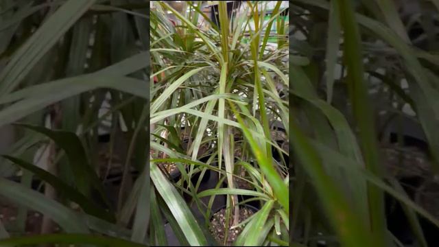 Dracaena marginata / Dragon tree - Indoor ornamental Plant