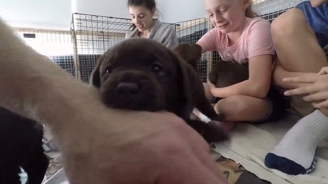 Chocolate Labrador Puppies 5 weeks old смотреть онлайн
