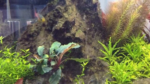 Нотобранхиус Фоерши смотреть онлайн