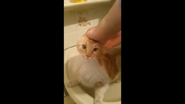 ПОЗИТИВНЫЙ ВЫПУСК СМЕШНЫХ ВИДЕО #4. А ТЫ БЫВШУЮ СВОЮ ЛЮБИЛ? (⇀‸↼‶)