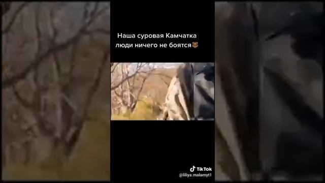 Медведи на Камчатке