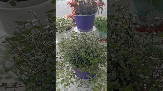 Сибирь. КОЛЛИЗИЯ. Декоративно-лиственное растение. Уход и размножение. смотреть онлайн