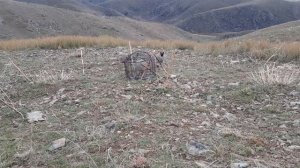 охота кеклик шикор кабг