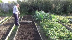 Посадка сидератов: горчица белая.