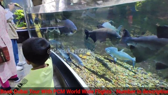 Dubai Aquarium | Underwater water Fish Tunnel Dubai | Dubai Aquarium Sharks? | Dubai Mall Aquarium смотреть онлайн