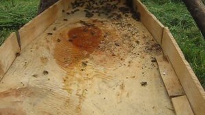 КОЛОДНОЕ ПЧЕЛОВОДСТВО - 5. Заселяем второй рой. Проверяем первую колоду.