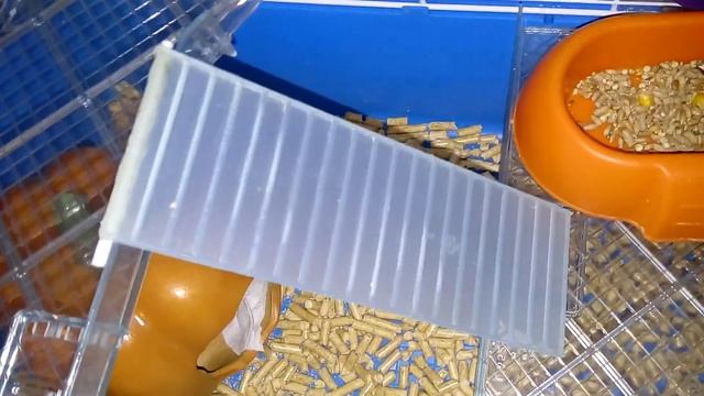 ДАМБО КРЫСА ОБЗОР КЛЕТКИ ДЕКОРАТИВНЫЕ КРЫСЫ | Хомячуля: Secret Life Hamster - Pets