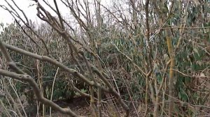 Калина морщинистолистная - неприхотливый вечнозелёный кустарник для сада