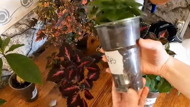 Нужна ли пересадка рассаде петунии? смотреть онлайн