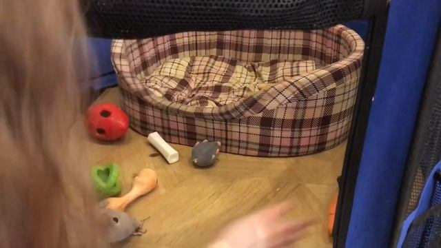 Собачка на прокачку! смотреть онлайн