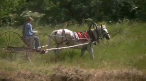 Рысак работает в конных граблях.