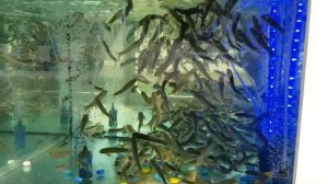 РЫБКИ ЧИСТЯТ НОГИ В АБХАЗИИ | ПИЦУНДА 2019 | СУБТРОПИЧЕСКИЙ КУРОРТ НА ЧЕРНОМ МОРЕ