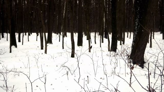 Ворон зимой смотреть онлайн