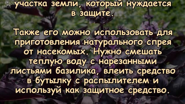 Натуральные средства для ЗАЩИТЫ ОТ КОМАРОВ смотреть онлайн