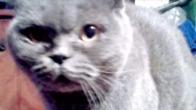 Из грустных глаз текли слезы. Хозяева принесли усыплять молодую и здоровую кошку смотреть онлайн