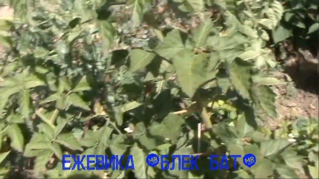 ежевика "блек бат" смотреть онлайн