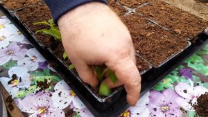 ТЫСЯЧИ ЧЕРЕНКОВ УКОРЕНИЛИСЬ рассаживаю по новой технологии.