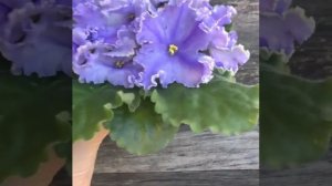 Обзор фиалки РМ-Игры Посейдона