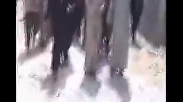 GERLİ HAM ÇOLİ ÇİYA (HAZNEVİ) смотреть онлайн