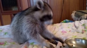 Енот полоскун Борис . Домашний енот .
