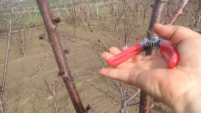 SEKATOR.net | Садовий секатор ARS VS 8Z смотреть онлайн